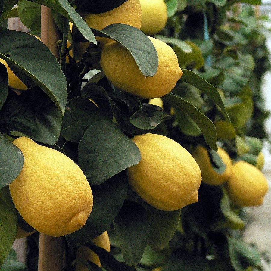 Citrom Citrus limon